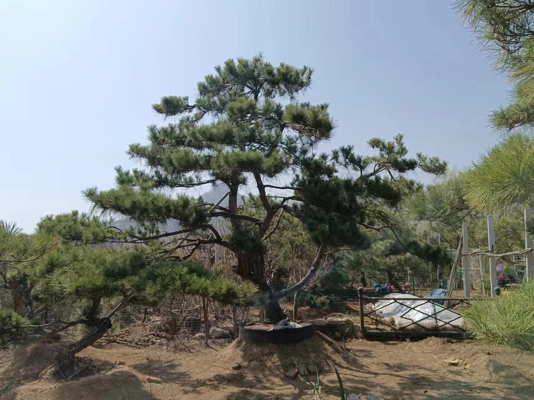 造型松树在秋季变黄的原因有哪些？